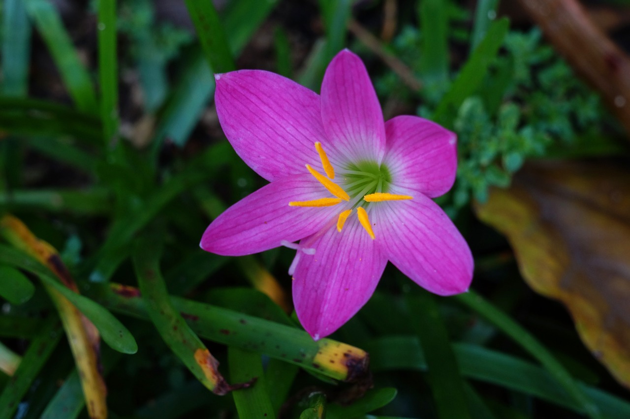 flowers pink gardening free photo