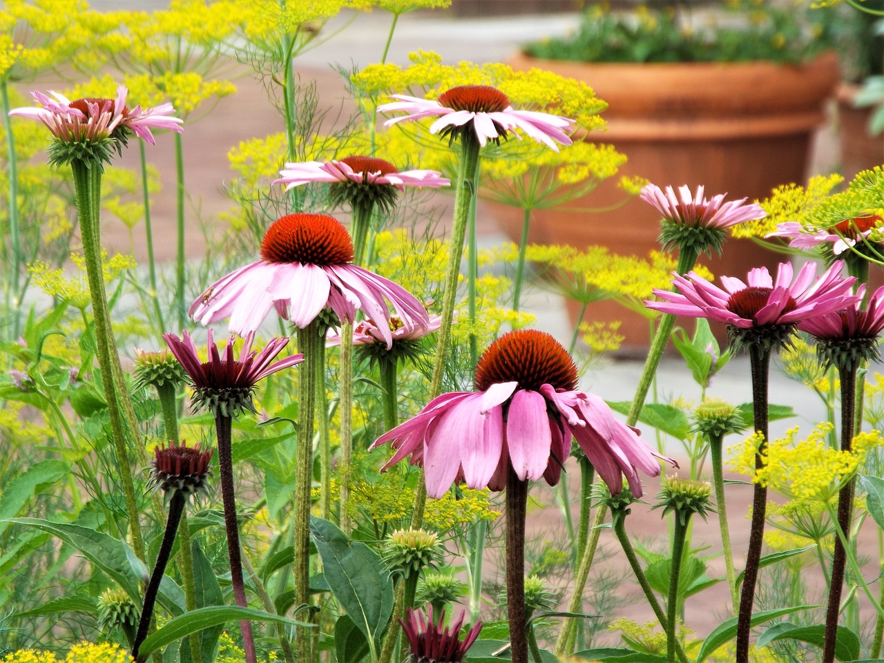 flowers field nature free photo