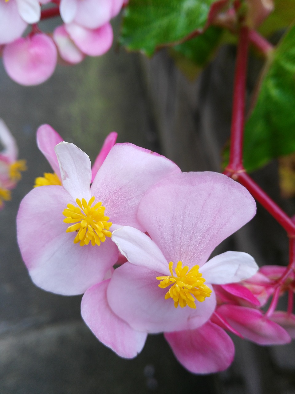 flowers pink yellow free photo