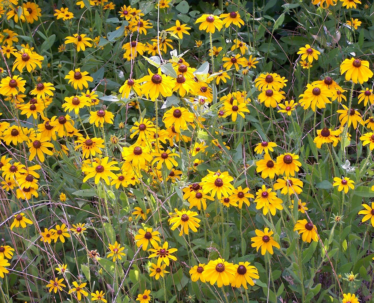 flowers yellow sunflowers free photo