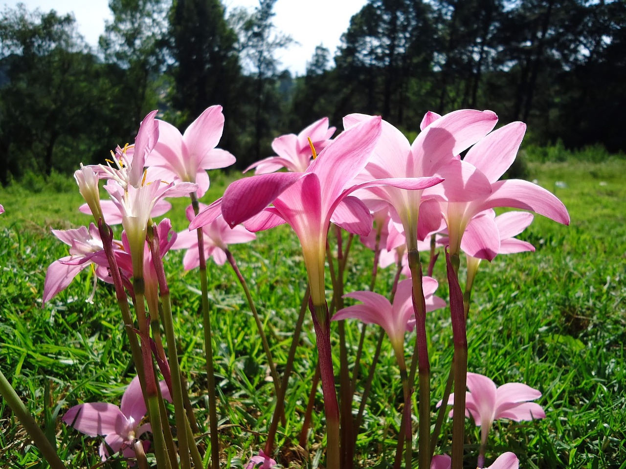 flowers pink flowers wild saffron free photo