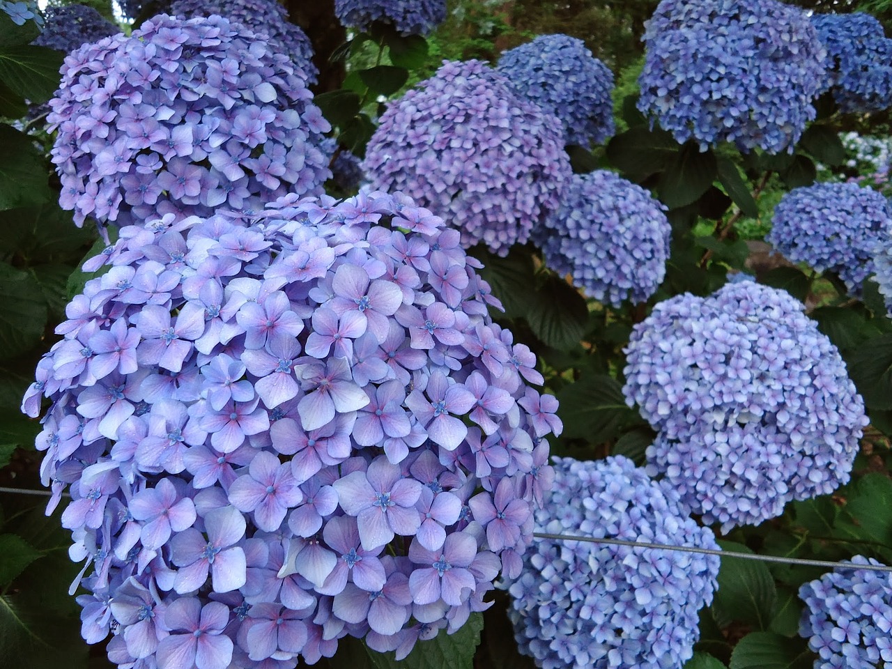 flowers blue flowers hydrangeas free photo