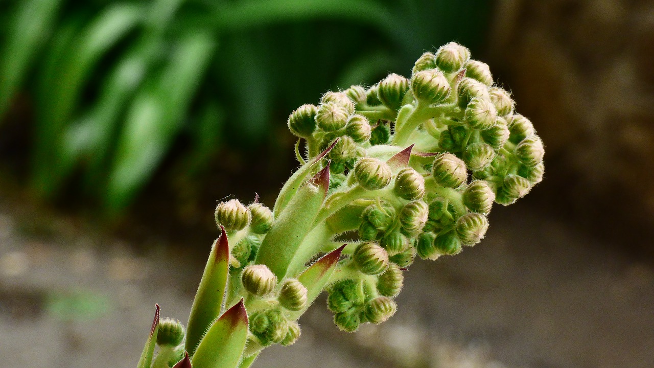 flowers buds cactus free photo