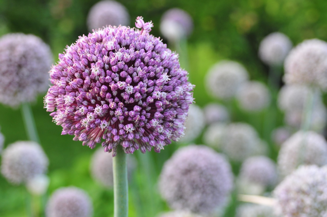 flowers garlic purple free photo