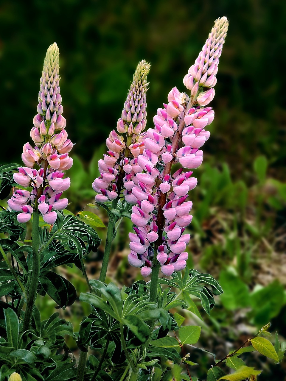 flowers spring lupins free photo