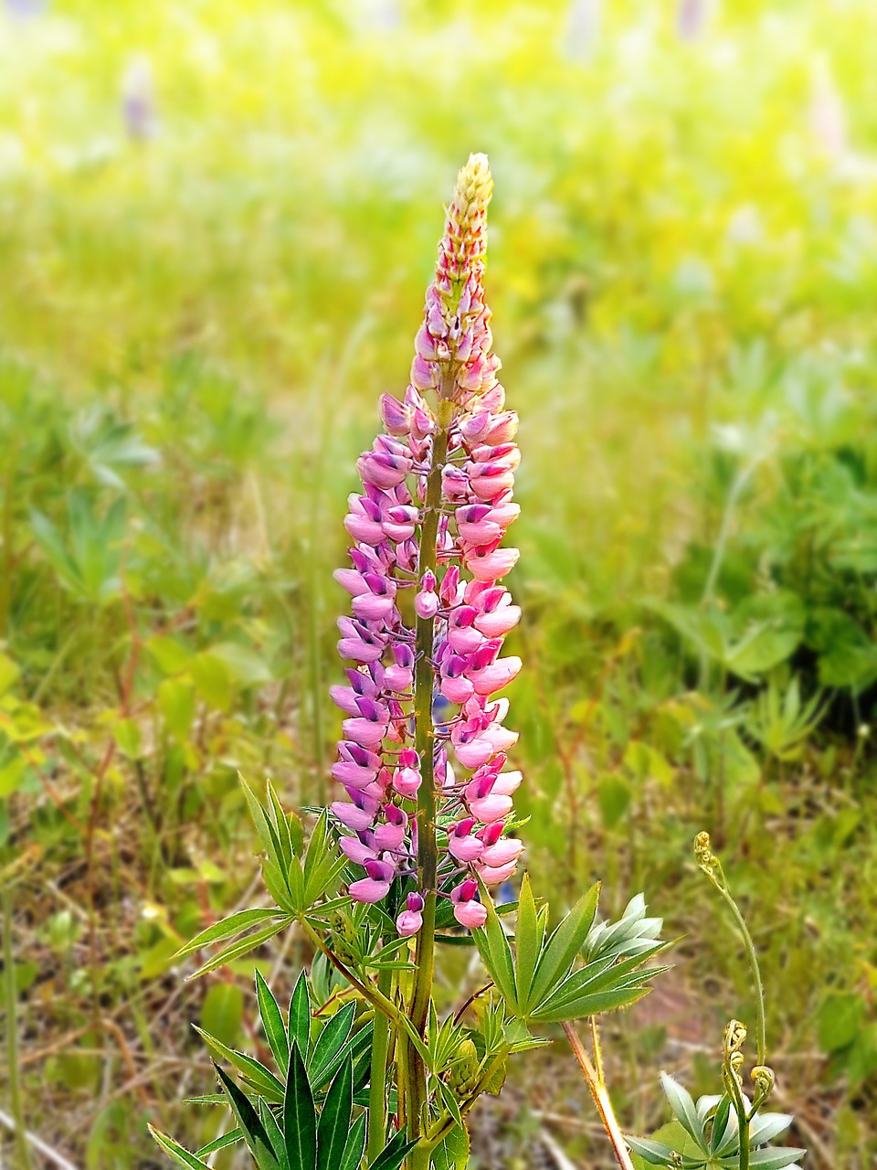 flowers spring lupins free photo