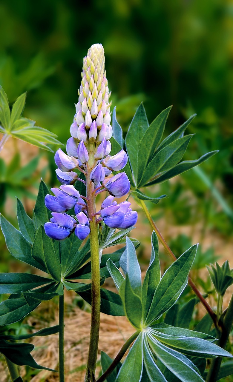 flowers spring blue free photo