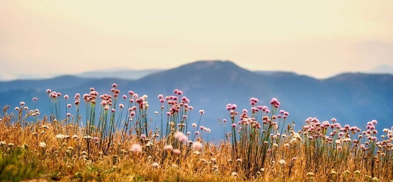 flowers plants mountains free photo