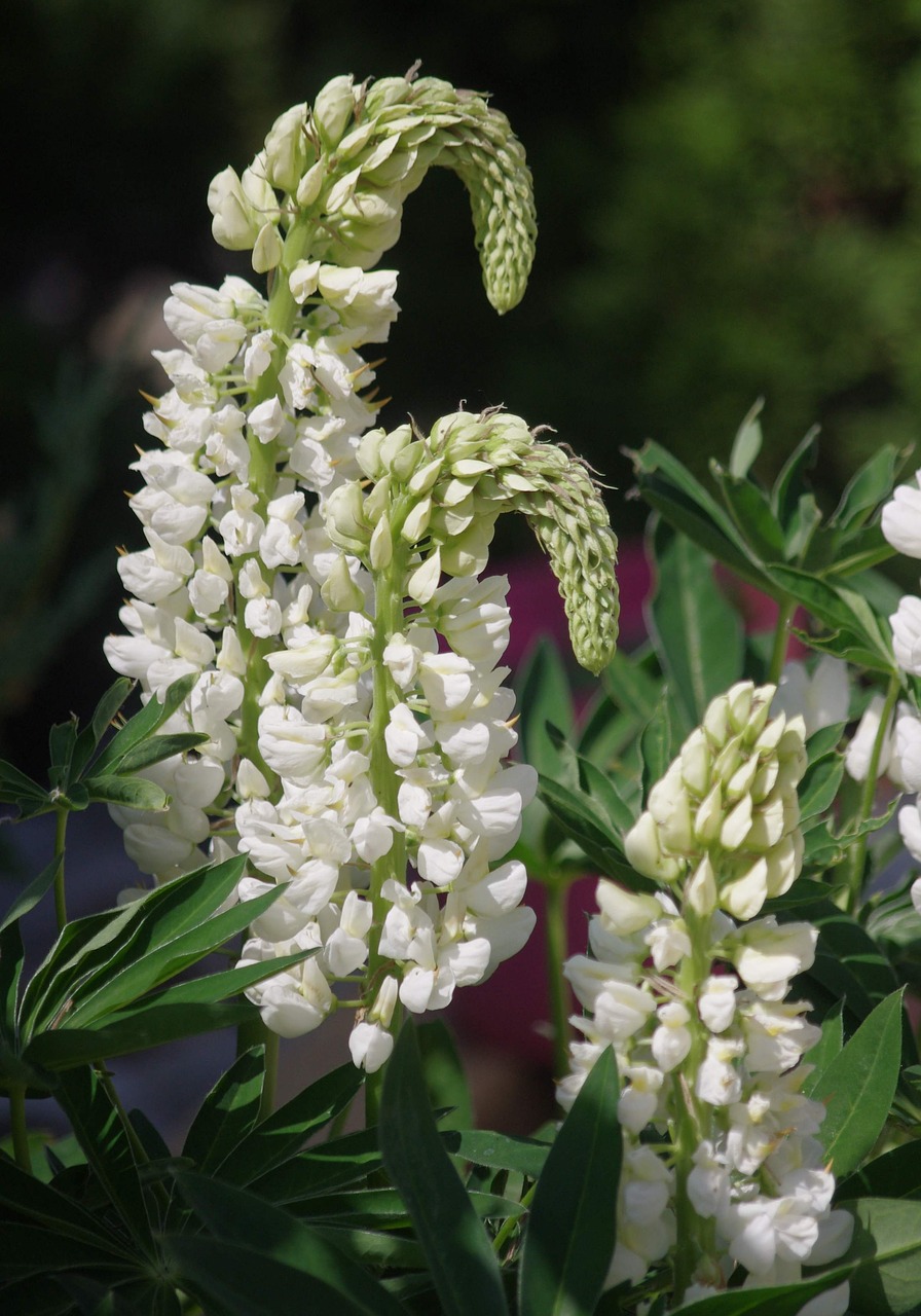 flowers lupine garden free photo