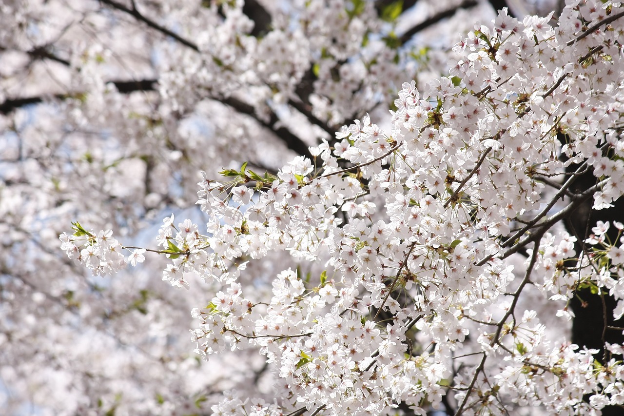 flowers spring flowers cherry flowers free photo