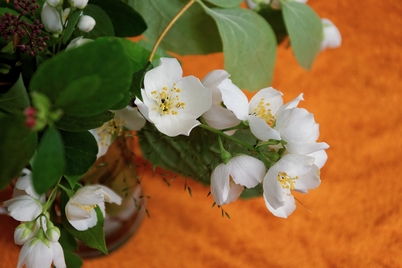 flowers white jasmin free photo