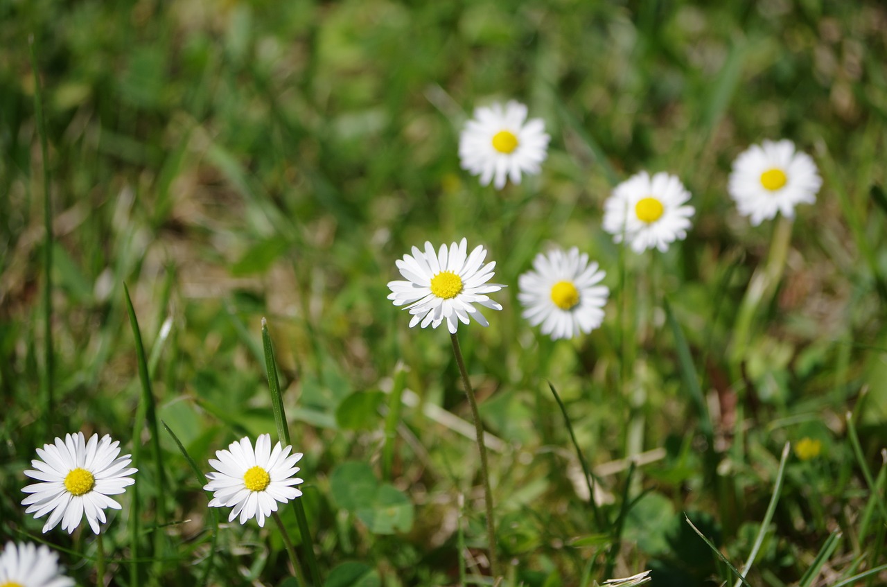 flowers meadow daisy free photo