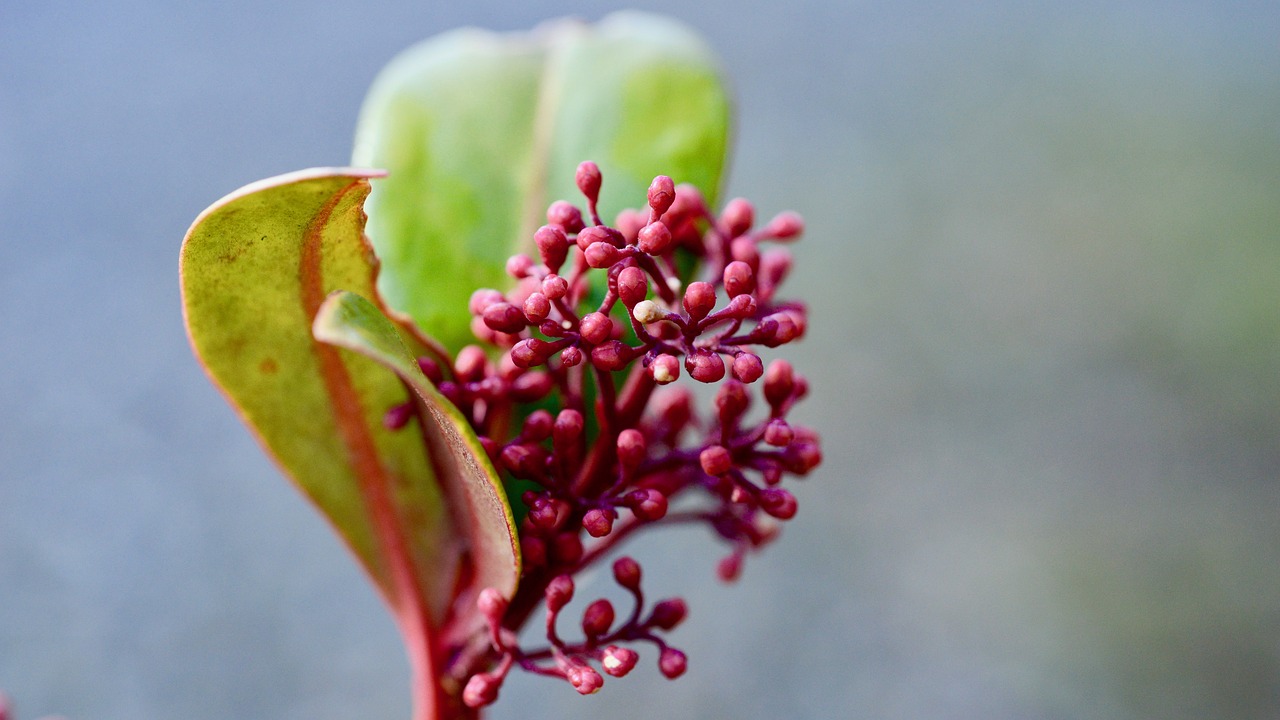 flowers spring wallpaper free photo