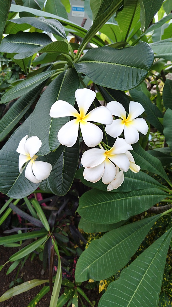 flowers grass plant free photo