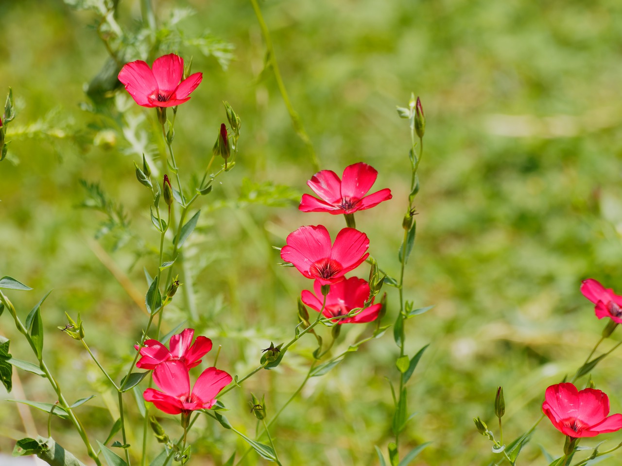 flowers lin red linen free photo