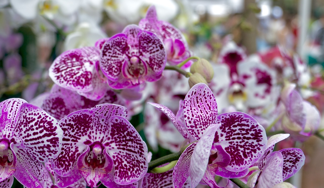 flowers purple purple flowers free photo