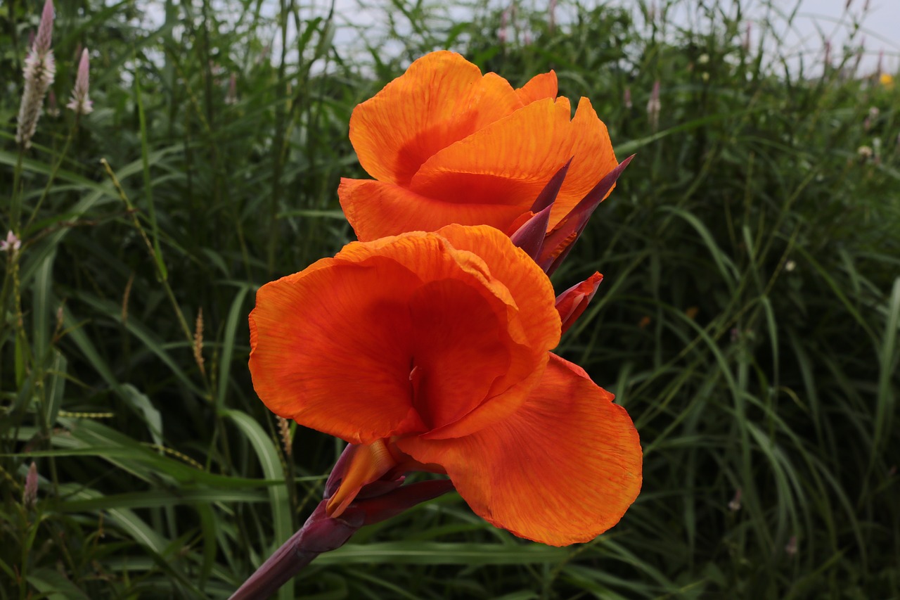 flowers orange lunch free photo