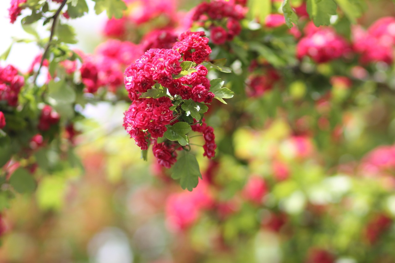 flowers garden pink free photo