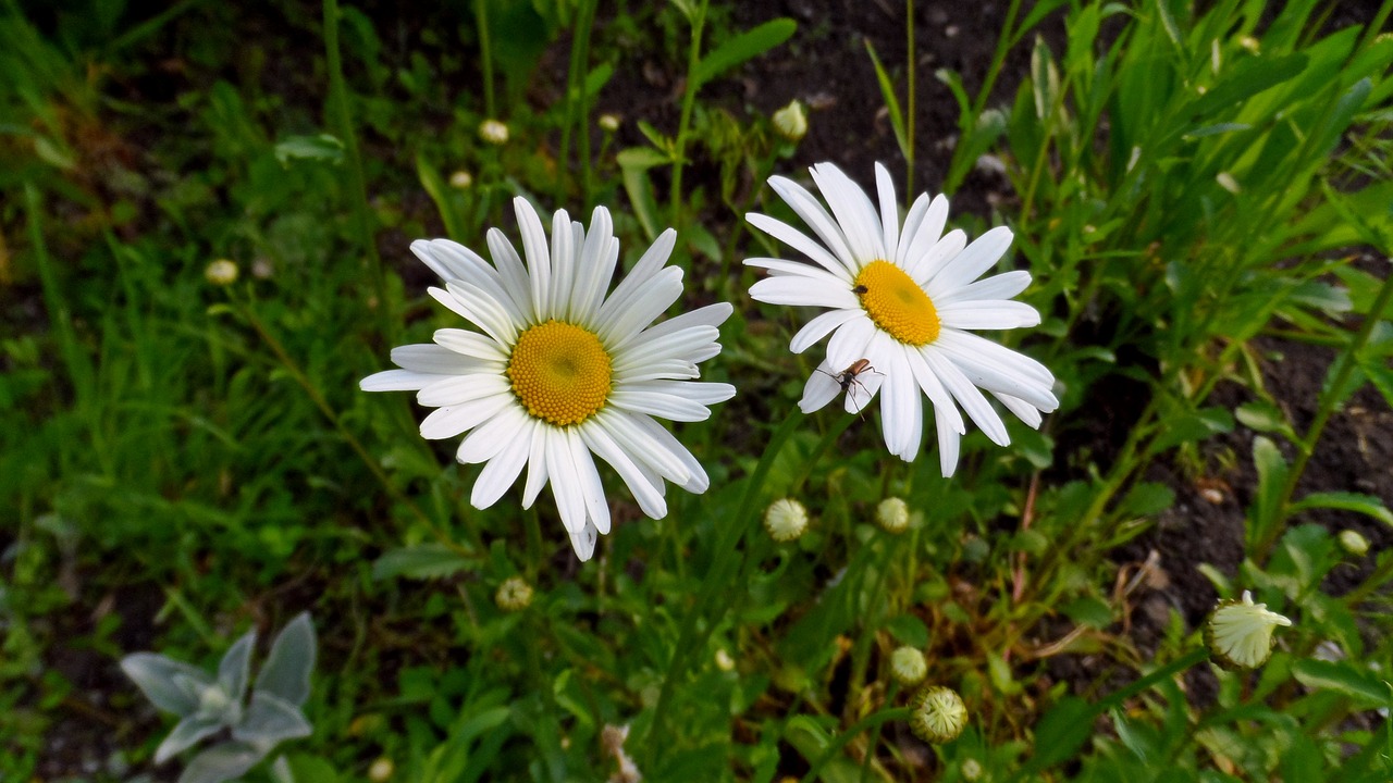 flowers daisy white flowers free photo