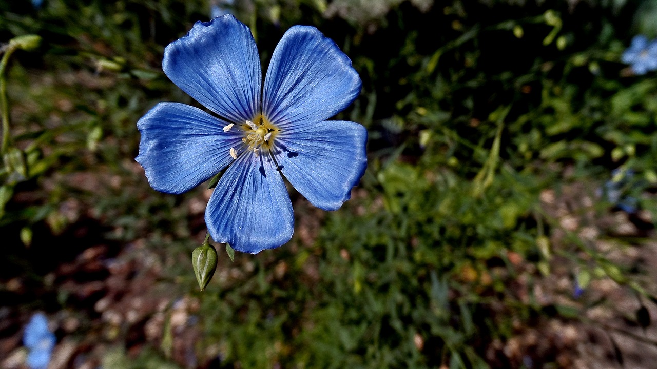 flowers blue closeup free photo