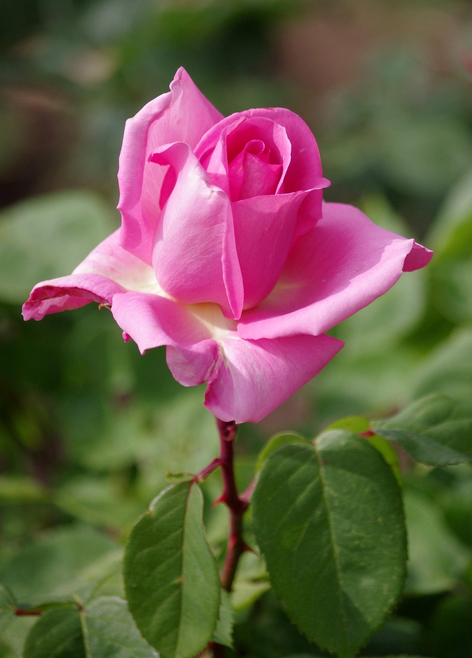 flowers pink summer flowers free photo