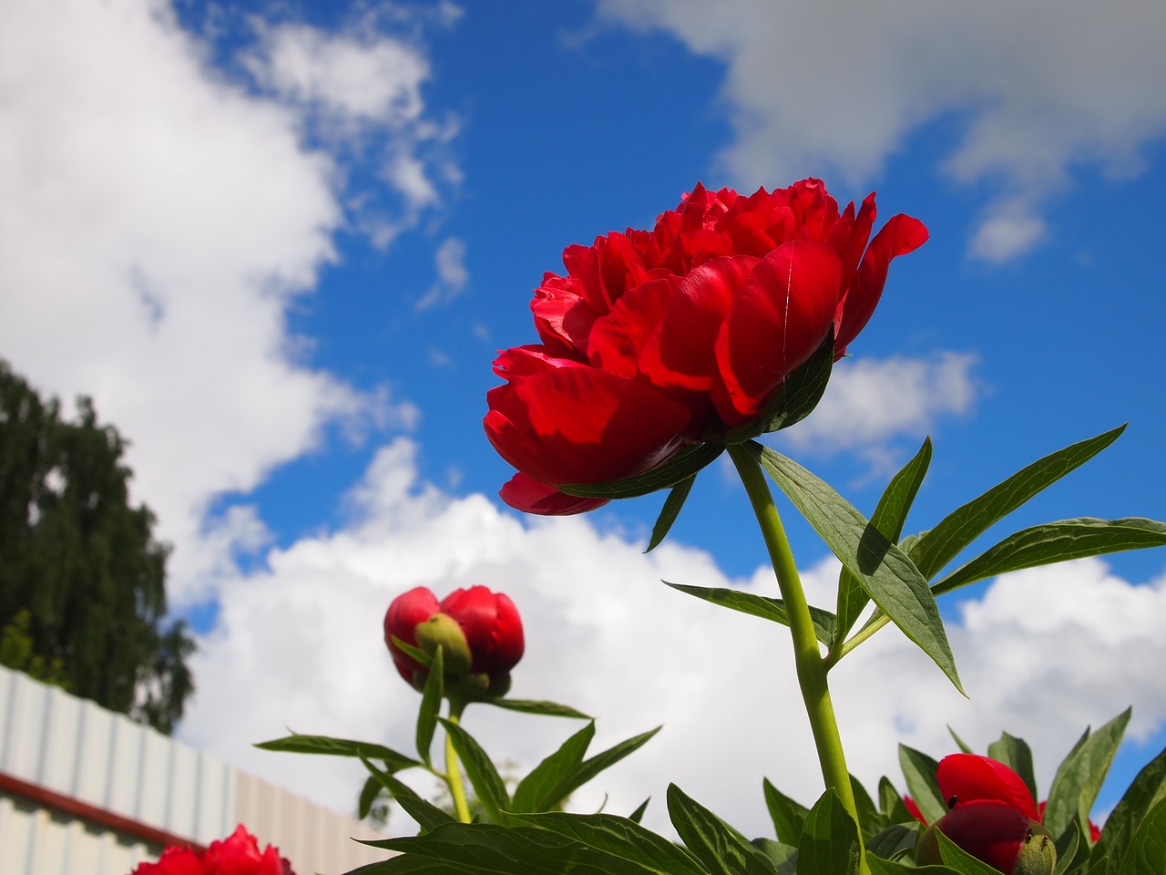 flowers garden peony free photo