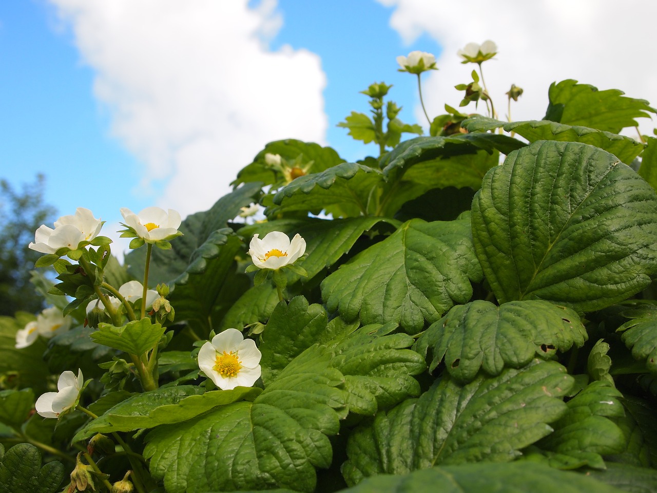 flowers garden strawberry free photo