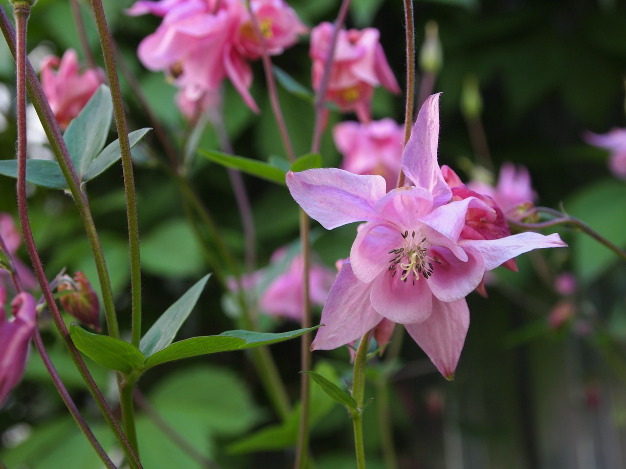 flowers garden bell free photo