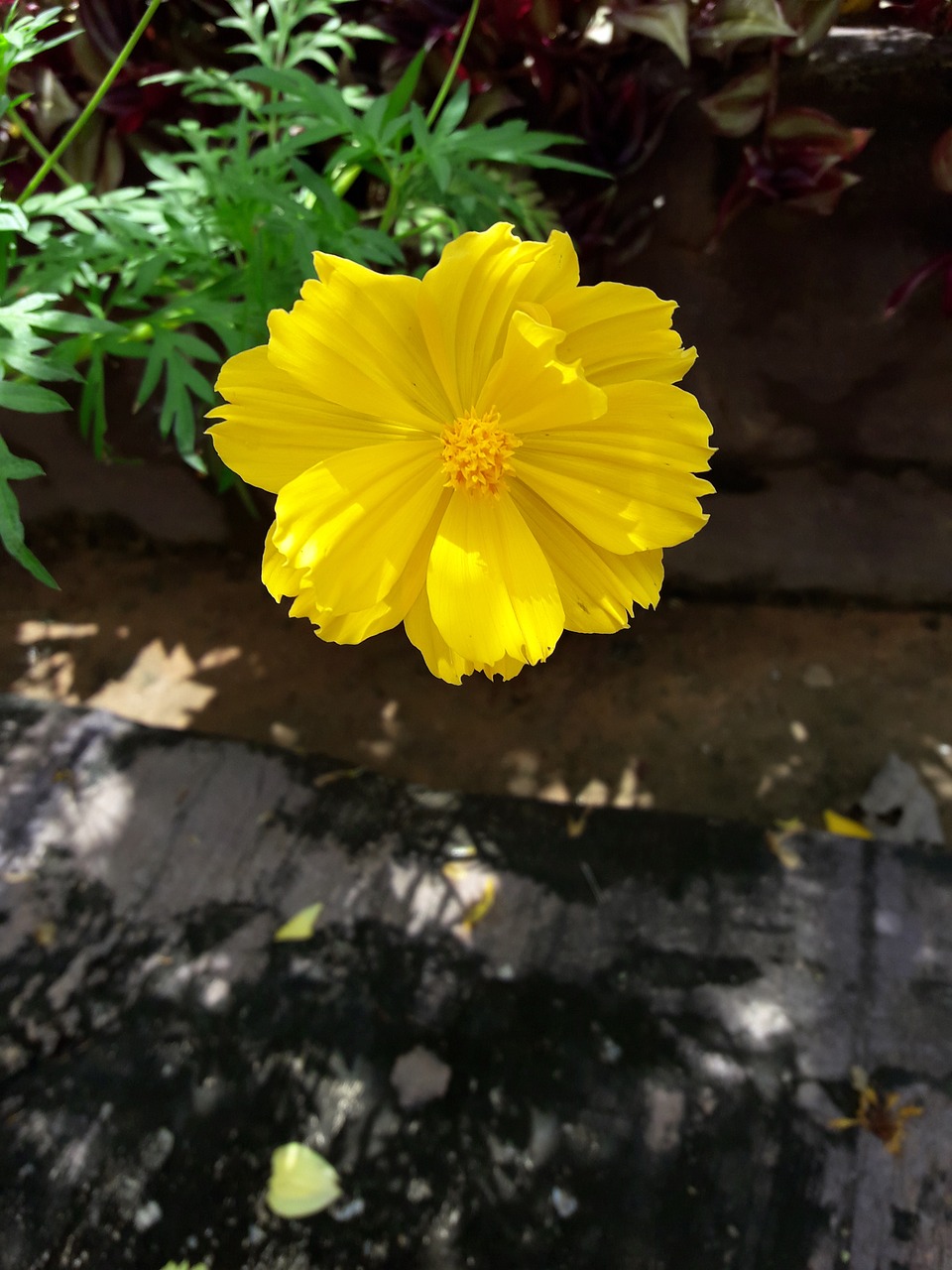 flowers cosmos flowers yellow free photo