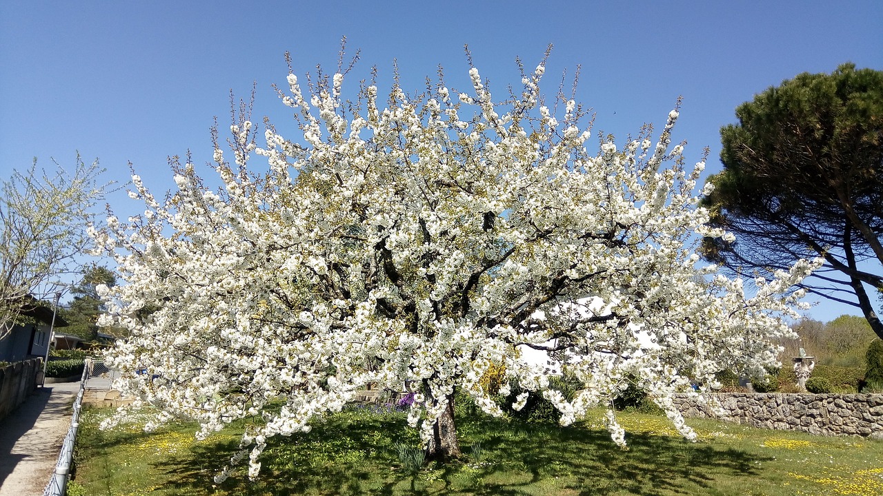 flowers spring tree free photo