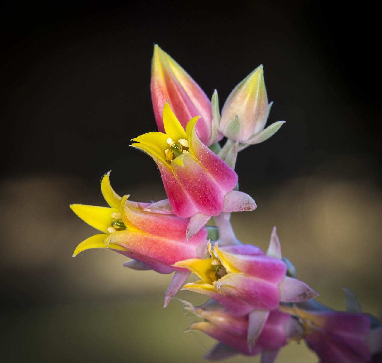 flowers cactus plant free photo