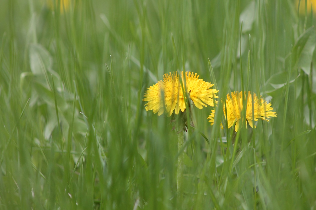 flowers grass nature free photo