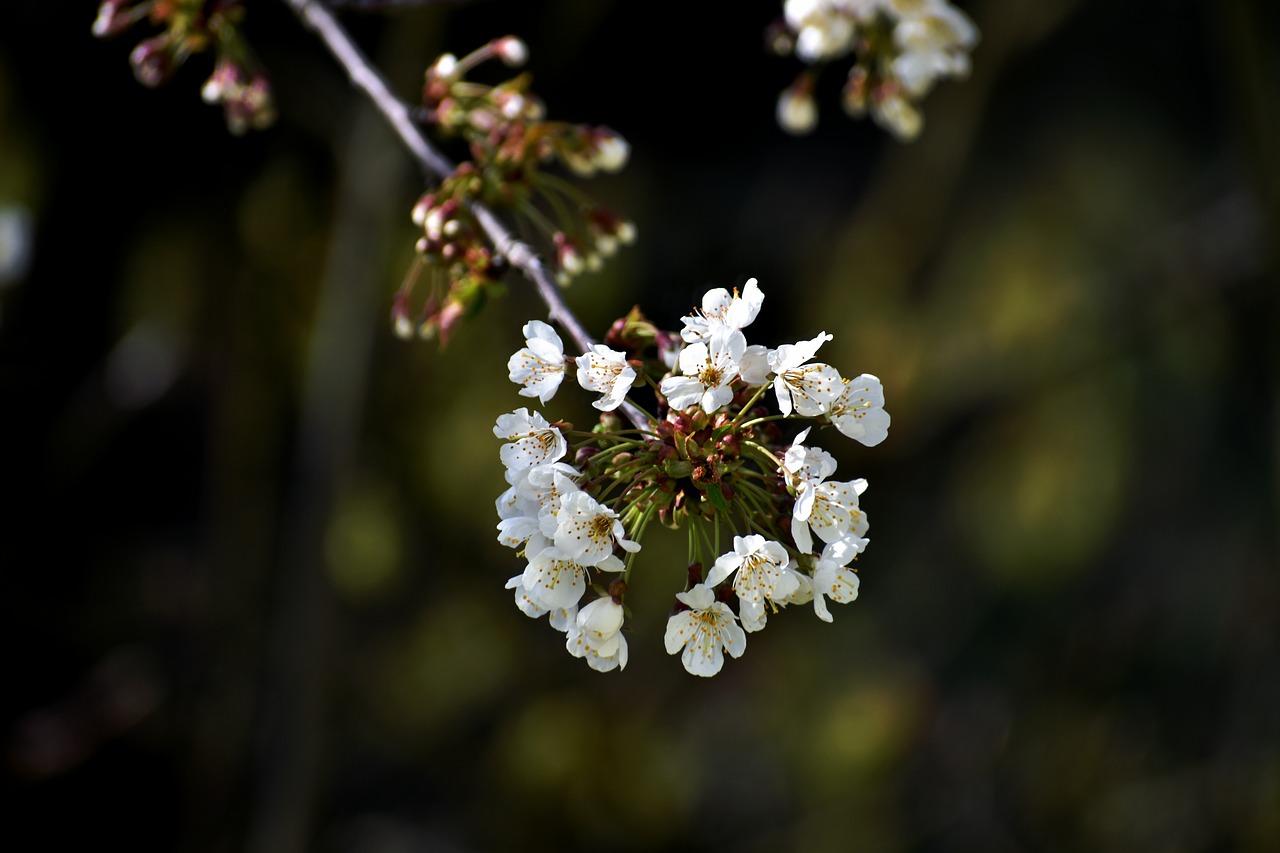 flowers blossom spring free photo