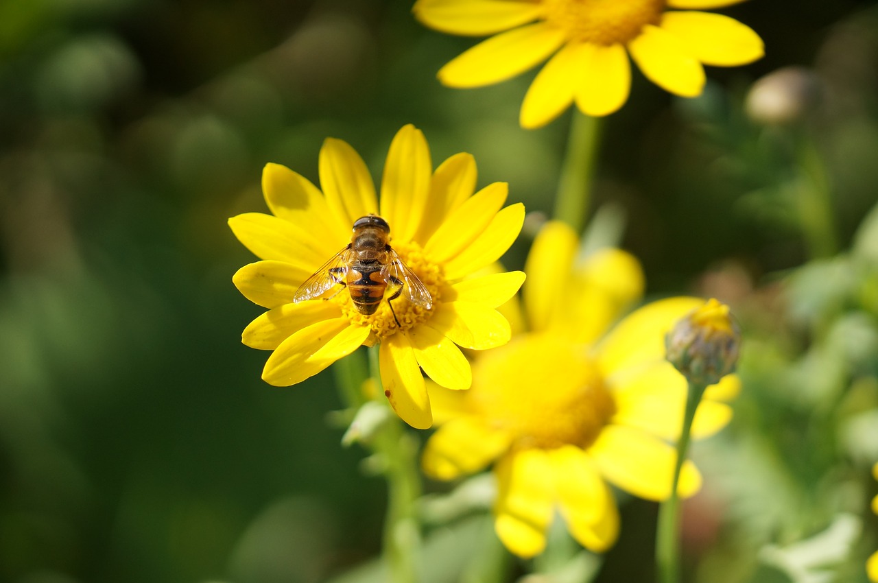 flowers yellow summer free photo