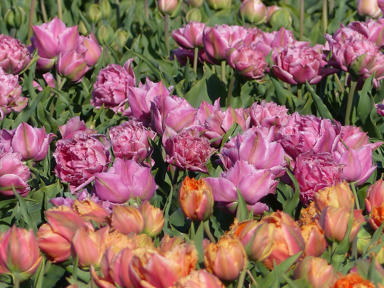 flowers bulb fields netherlands free photo