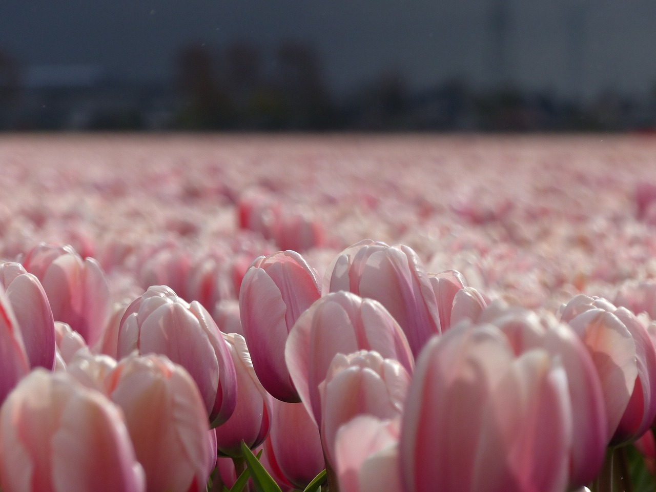 flowers tulips nature free photo