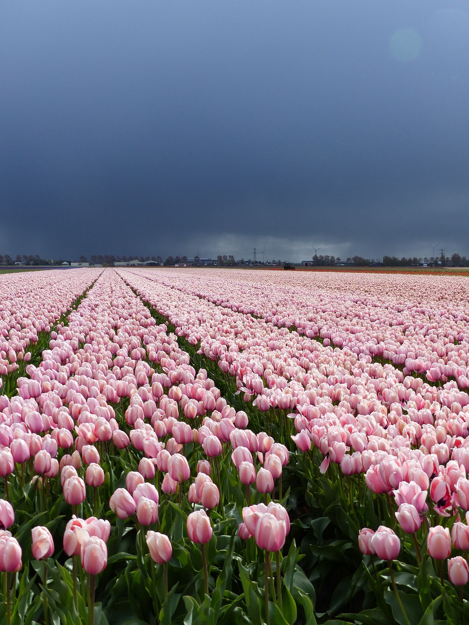 flowers tulips nature free photo