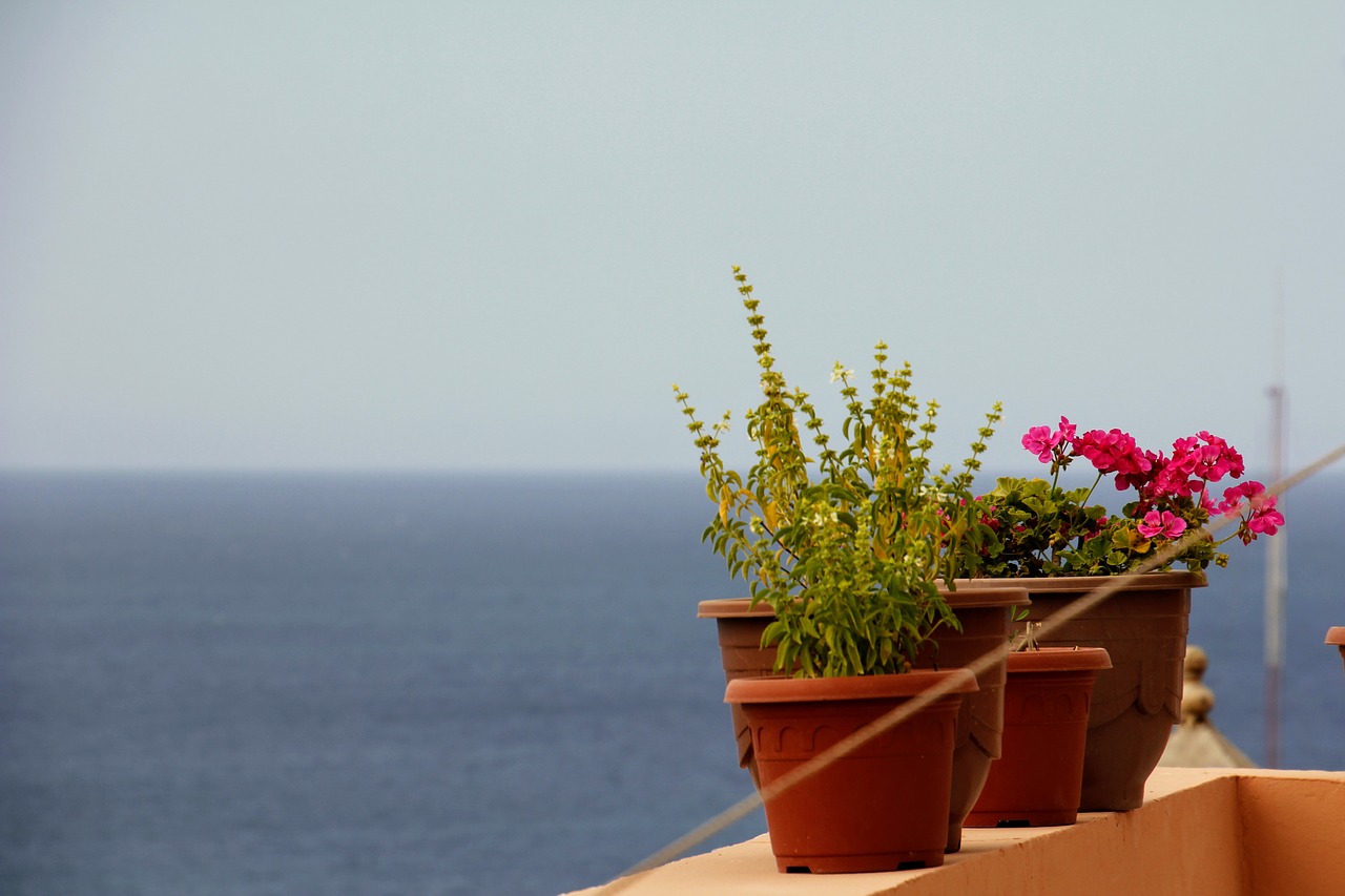 flowers pot sea free photo