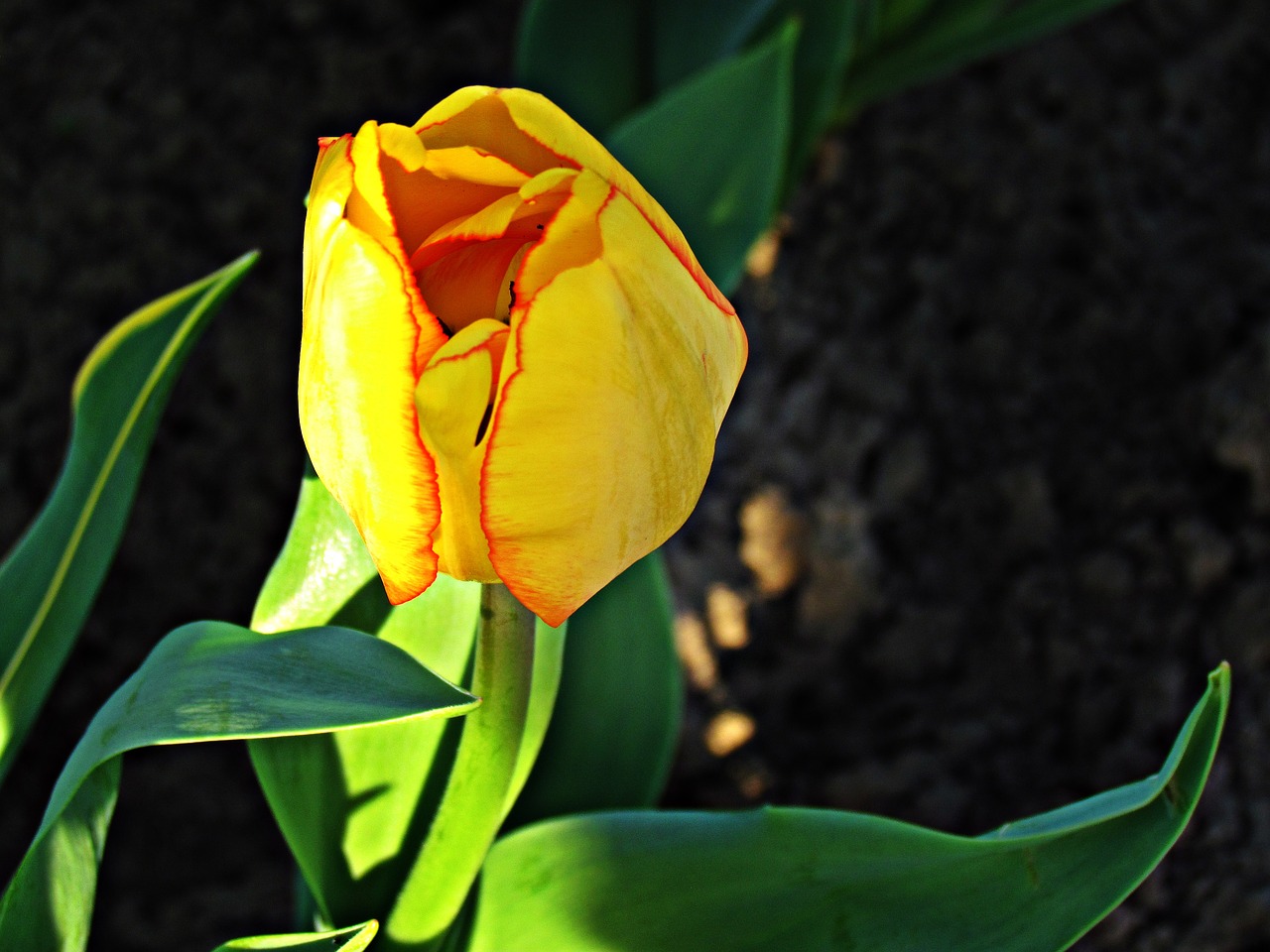 flowers plant nature free photo