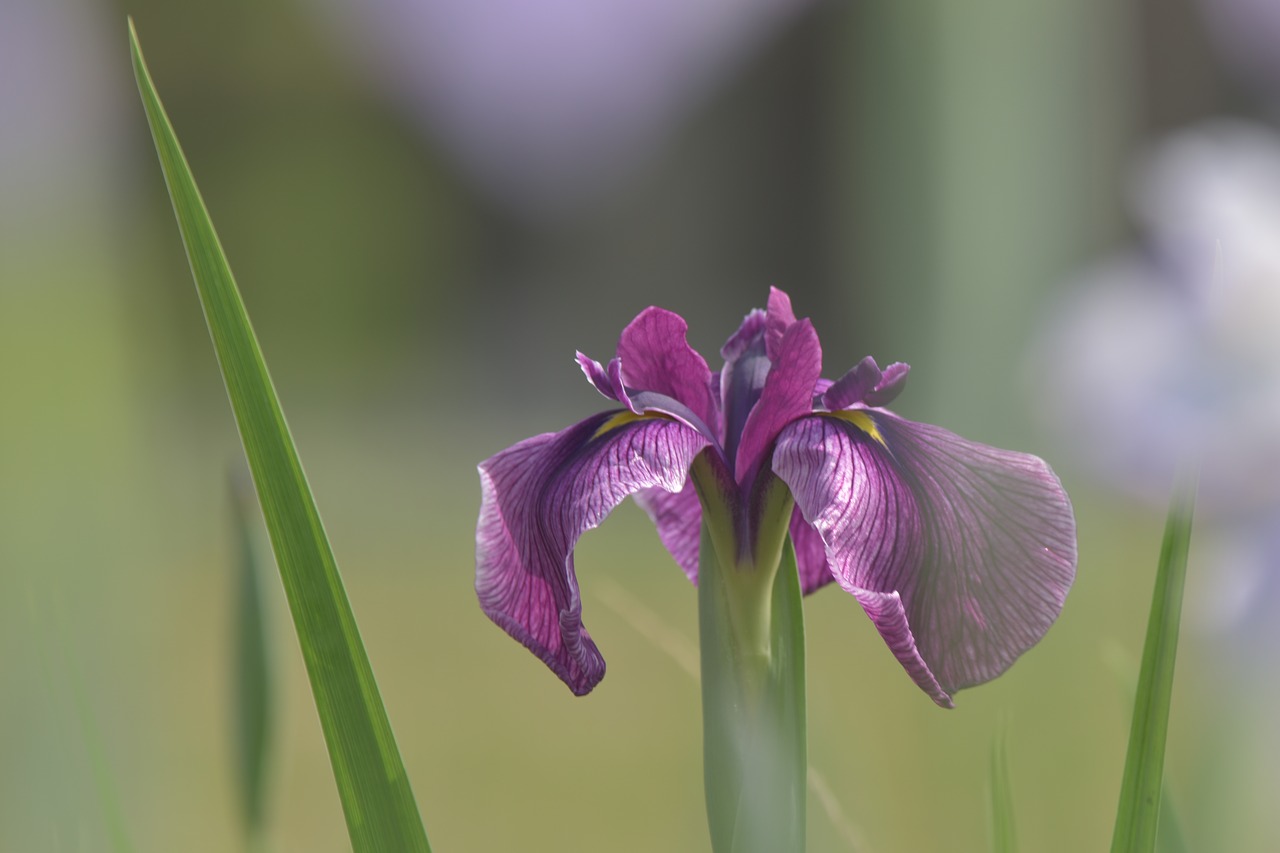 flowers flower ayame free photo