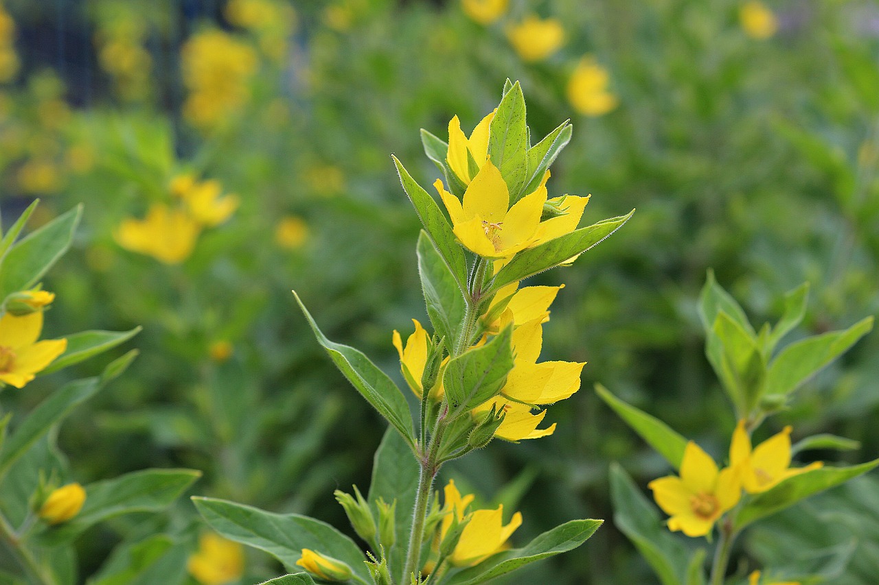 flowers green yellow free photo