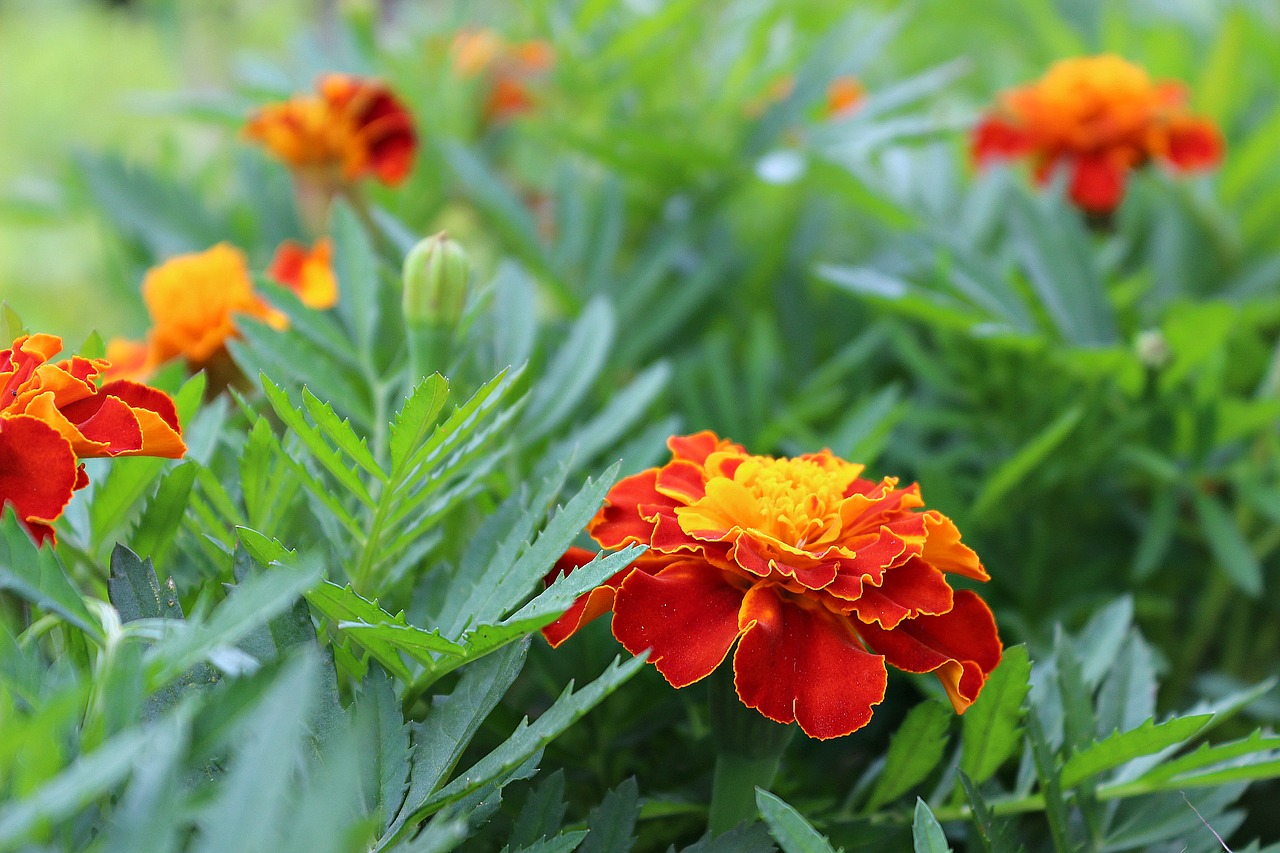 flowers green plant free photo