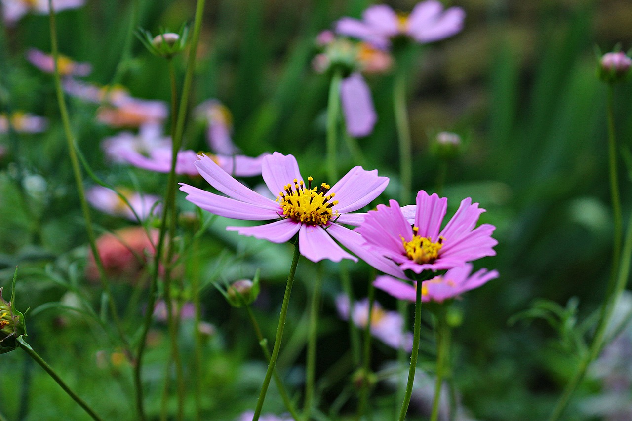 flowers green plant free photo