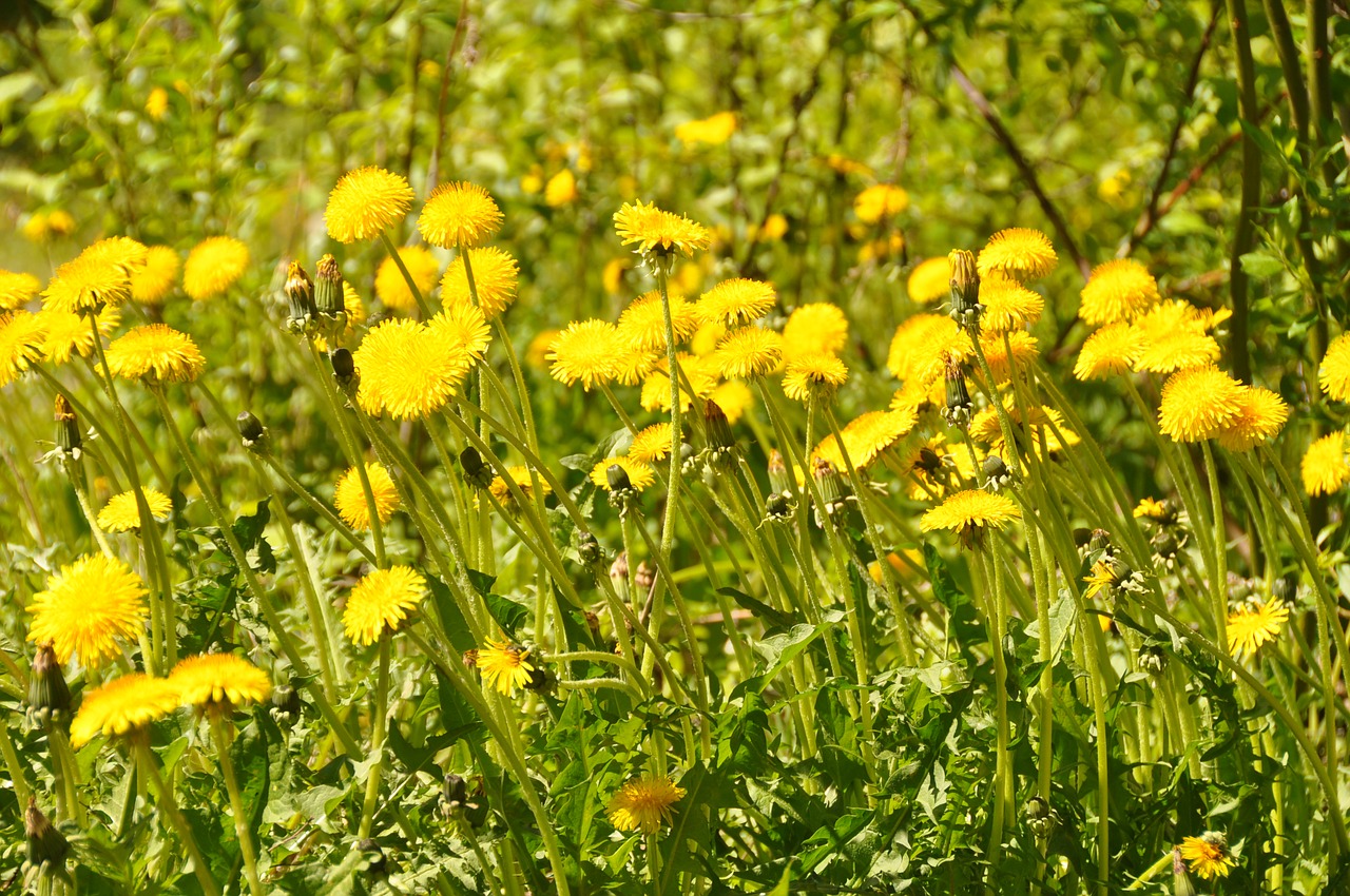 flowers summer dandelion free photo