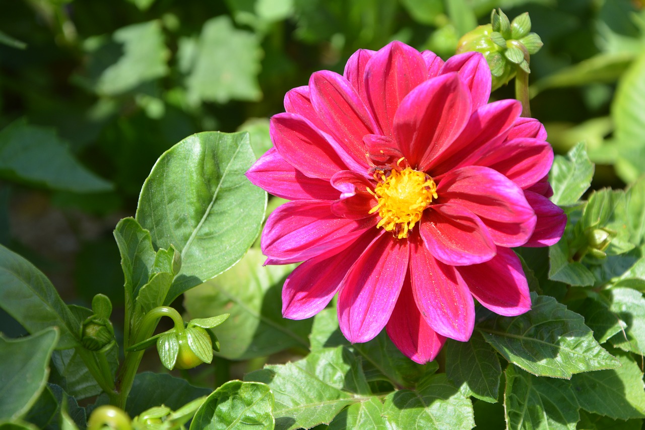 flowers pink fushia free photo