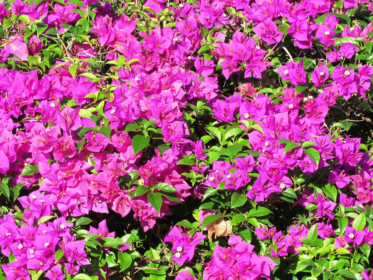 flowers background nature free photo