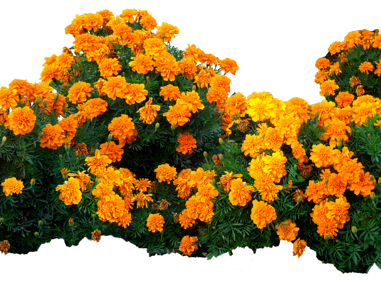 flowers yellow bright free photo