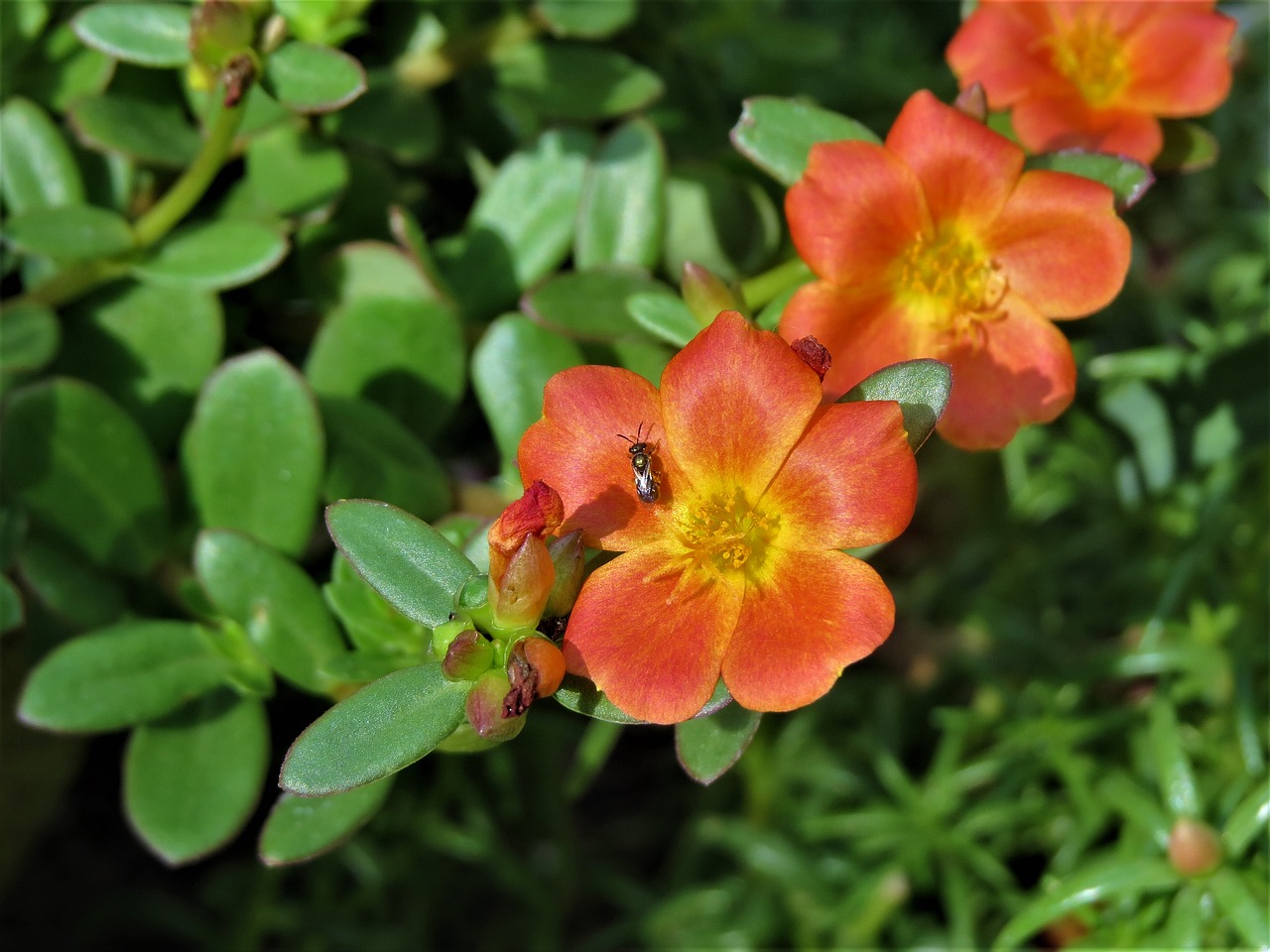 flowers orange rust free photo