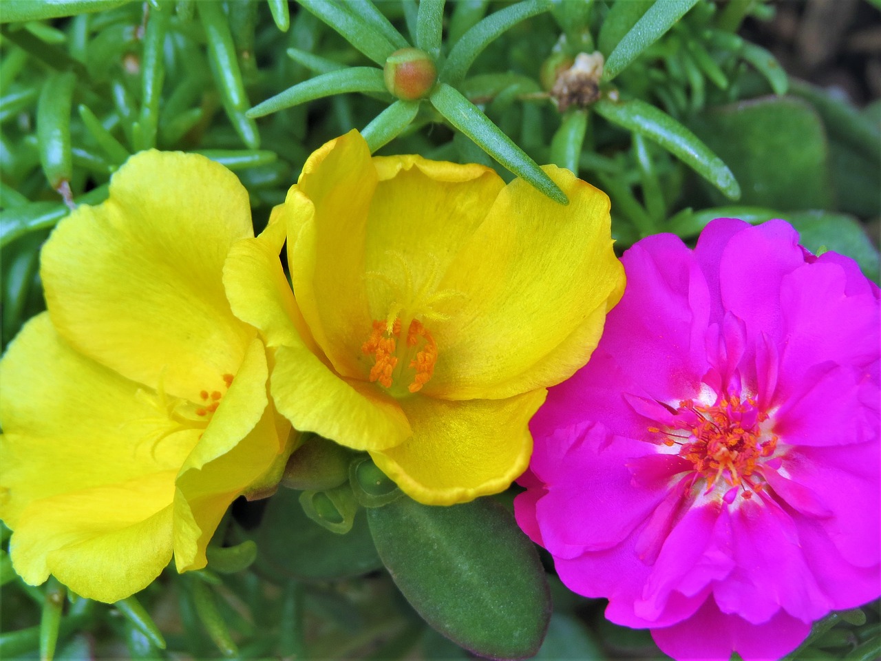 flowers garden yellow free photo