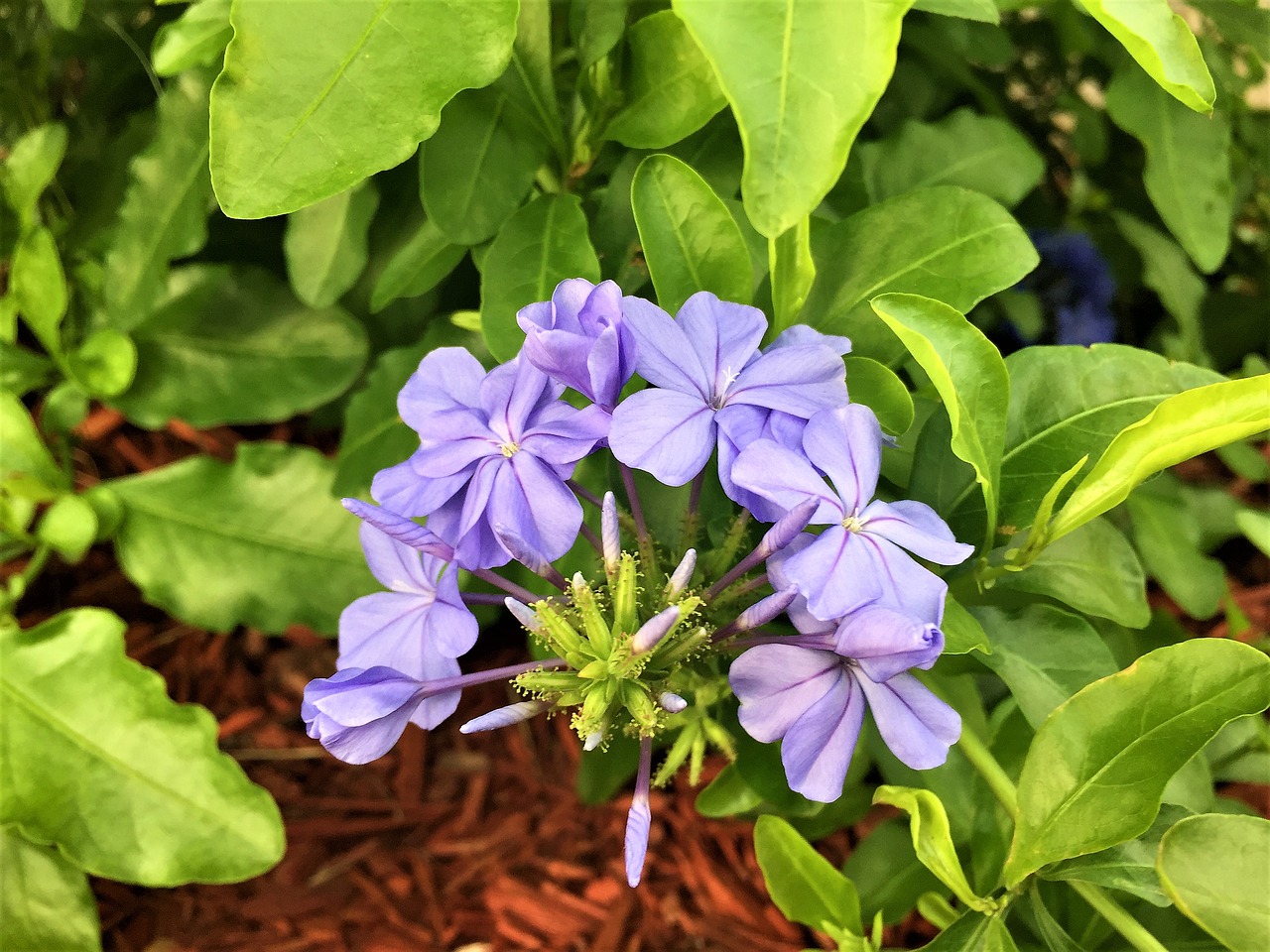 flowers blue green free photo